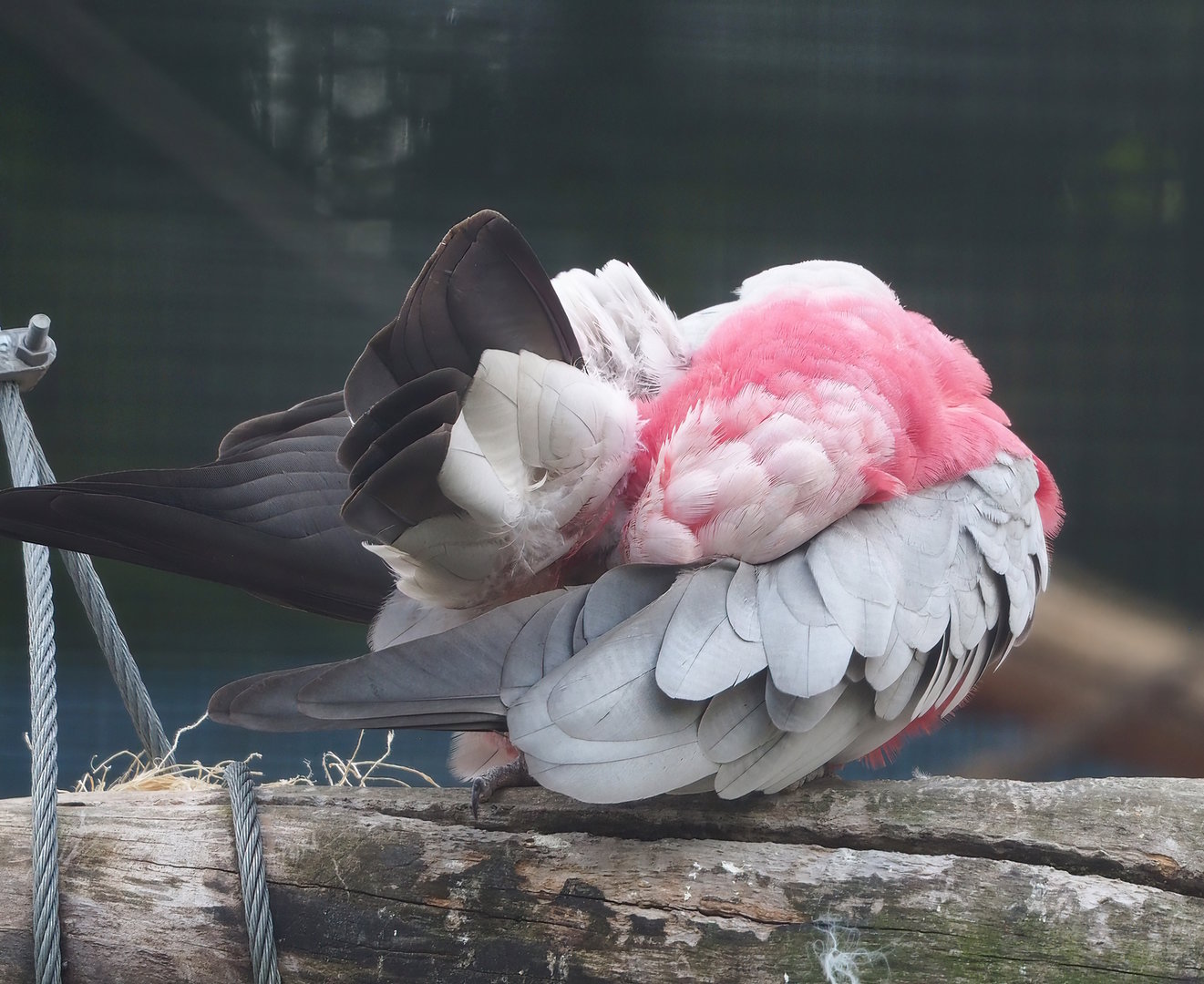 Galah (Eolophus roseicapilla), 2022-08-28