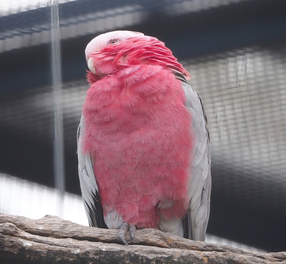 Galah (Eolophus roseicapilla), 2022-08-28