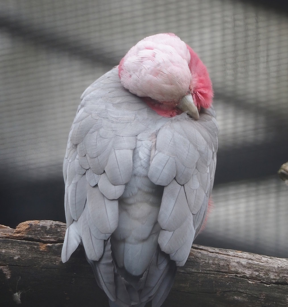 Galah (Eolophus roseicapilla), 2022-08-28