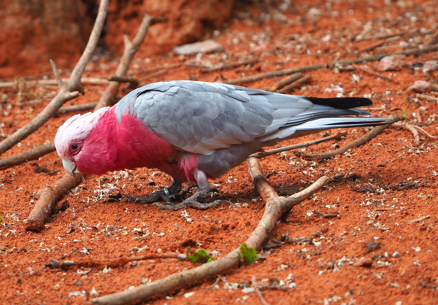 Galah (Eolophus roseicapilla), 2022-09-15