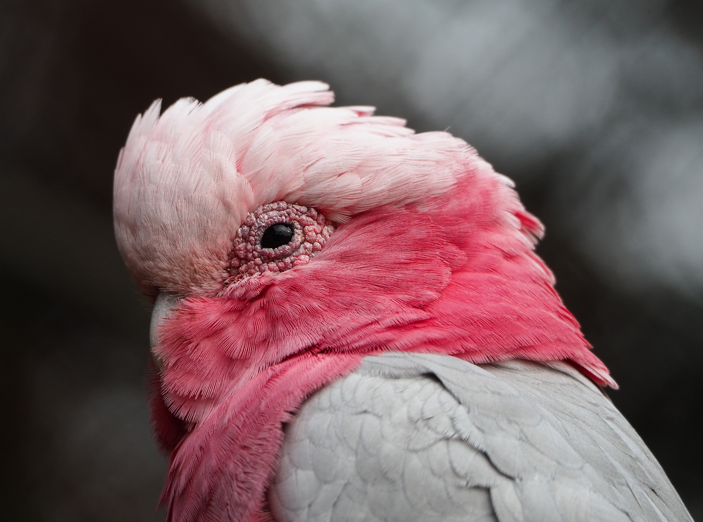 Galah (Eolophus roseicapilla), 2022-09-15