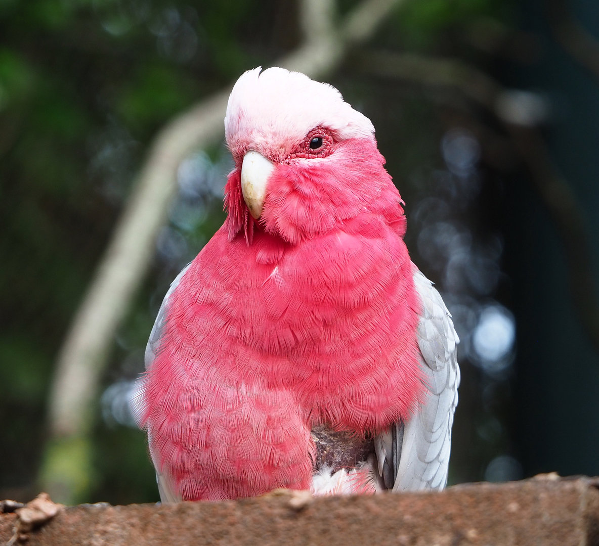 Galah (Eolophus roseicapilla), 2022-09-15