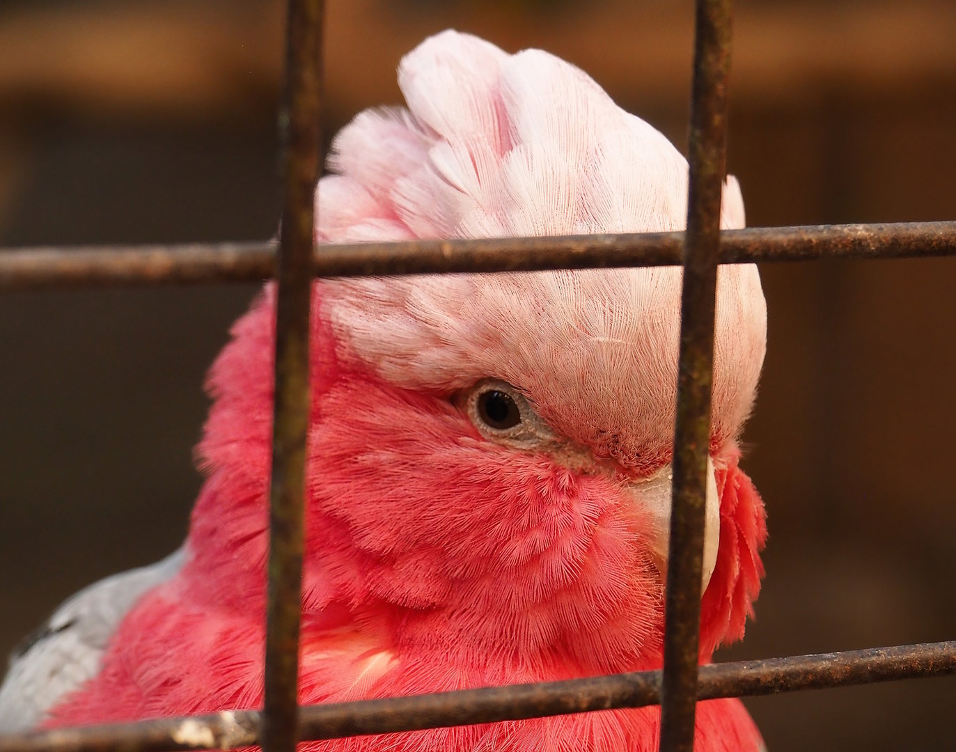 Galah (Eolophus roseicapilla), 2023-05-19