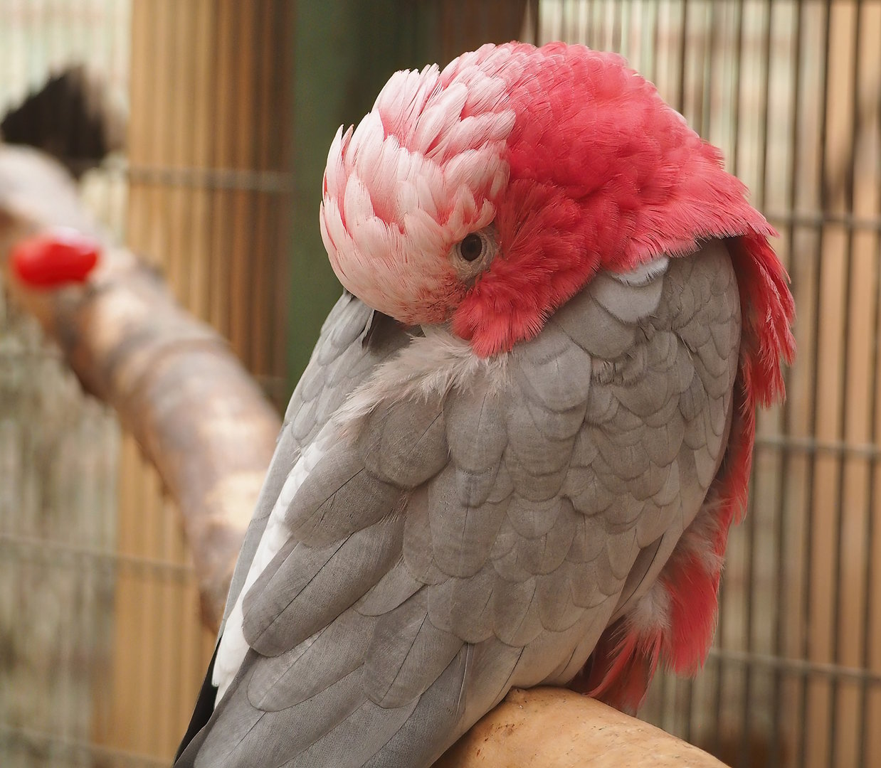 Galah (Eolophus roseicapilla), 2023-05-19