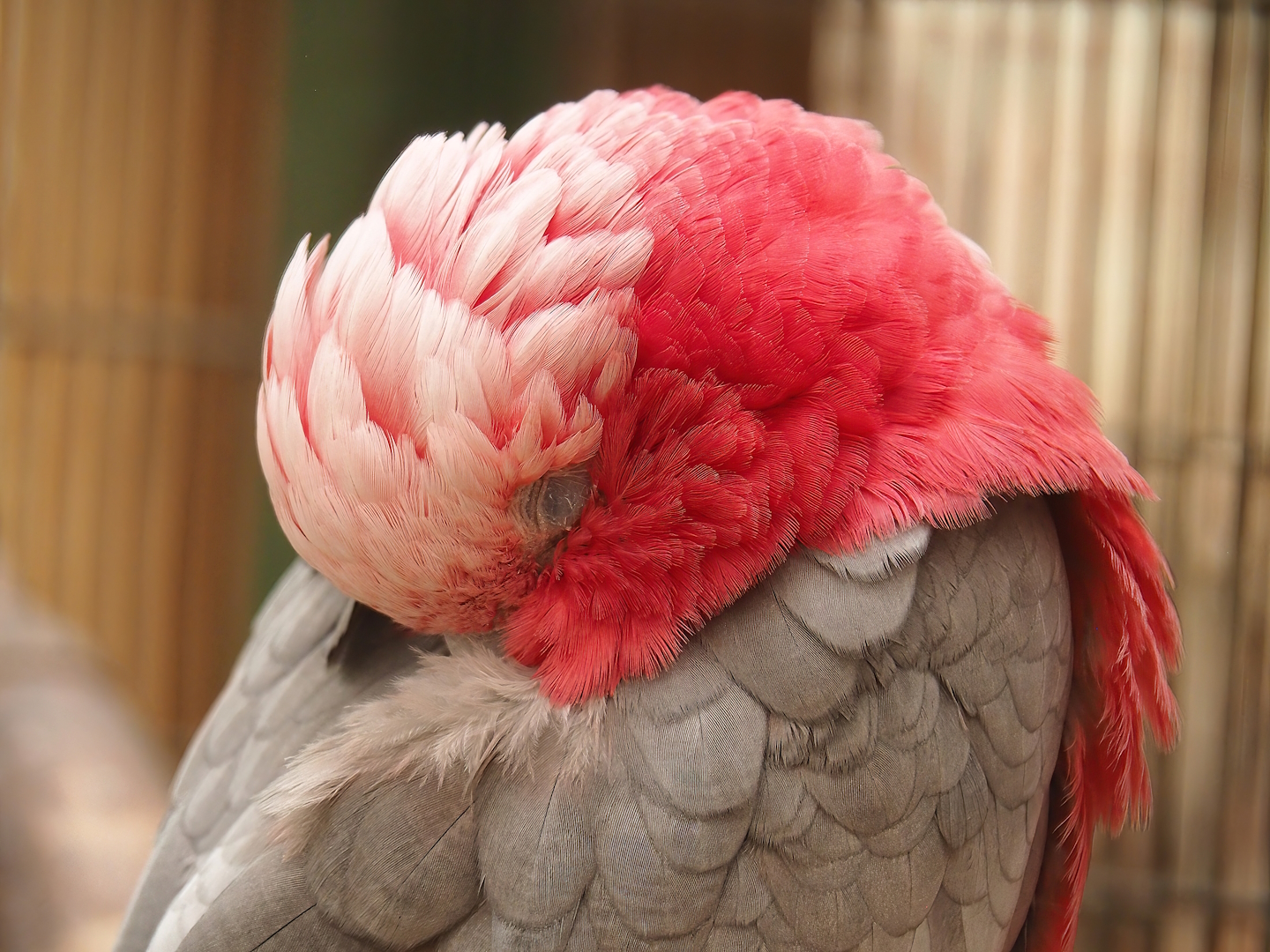 Galah (Eolophus roseicapilla), 2023-05-19