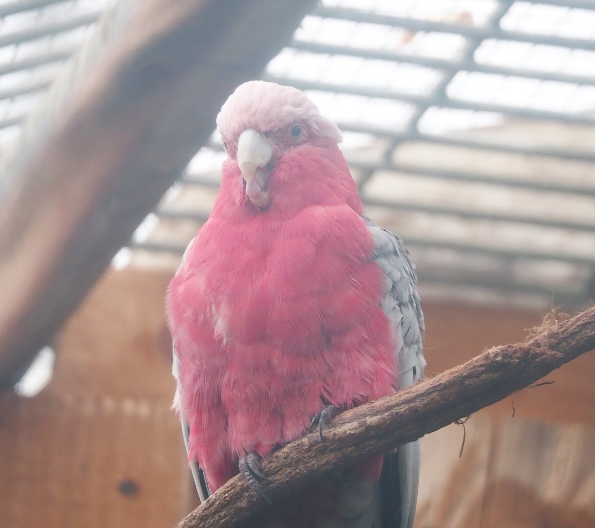 Galah (Eolophus roseicapilla), 2023-08-17