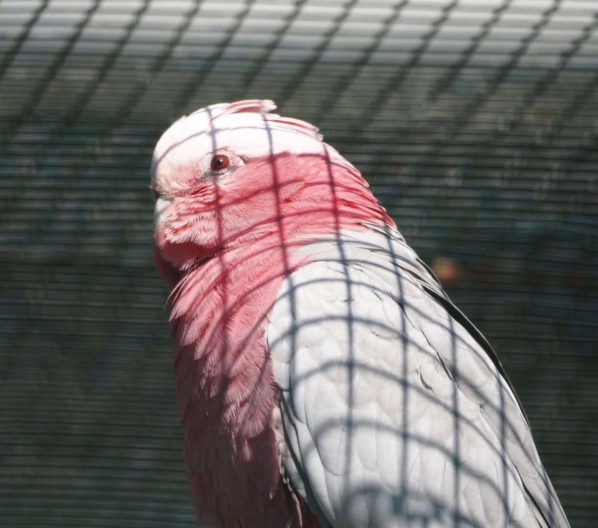 Galah (Eolophus roseicapilla), 2024-05-23