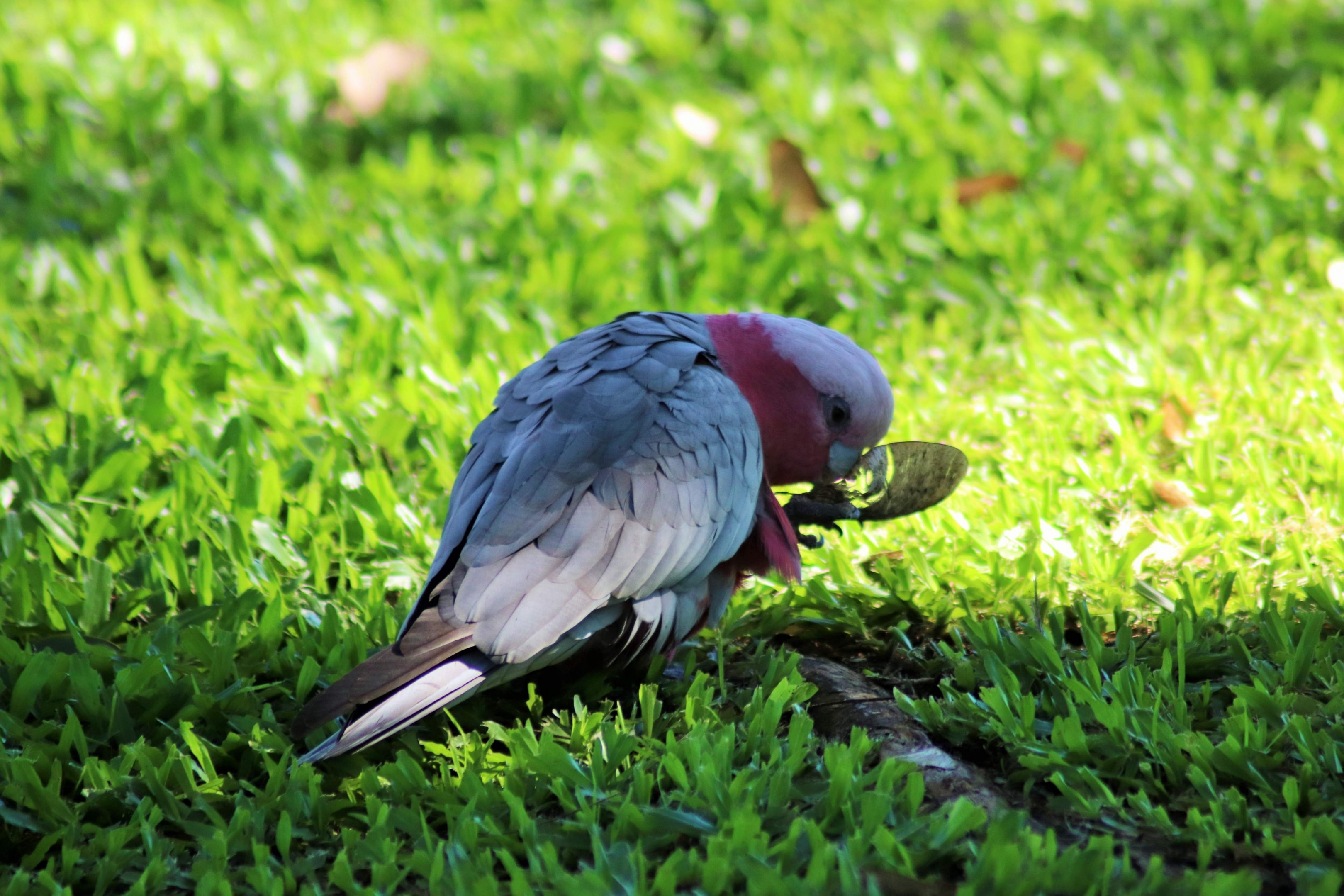 Galah (Eolophus roseicapilla albiceps)