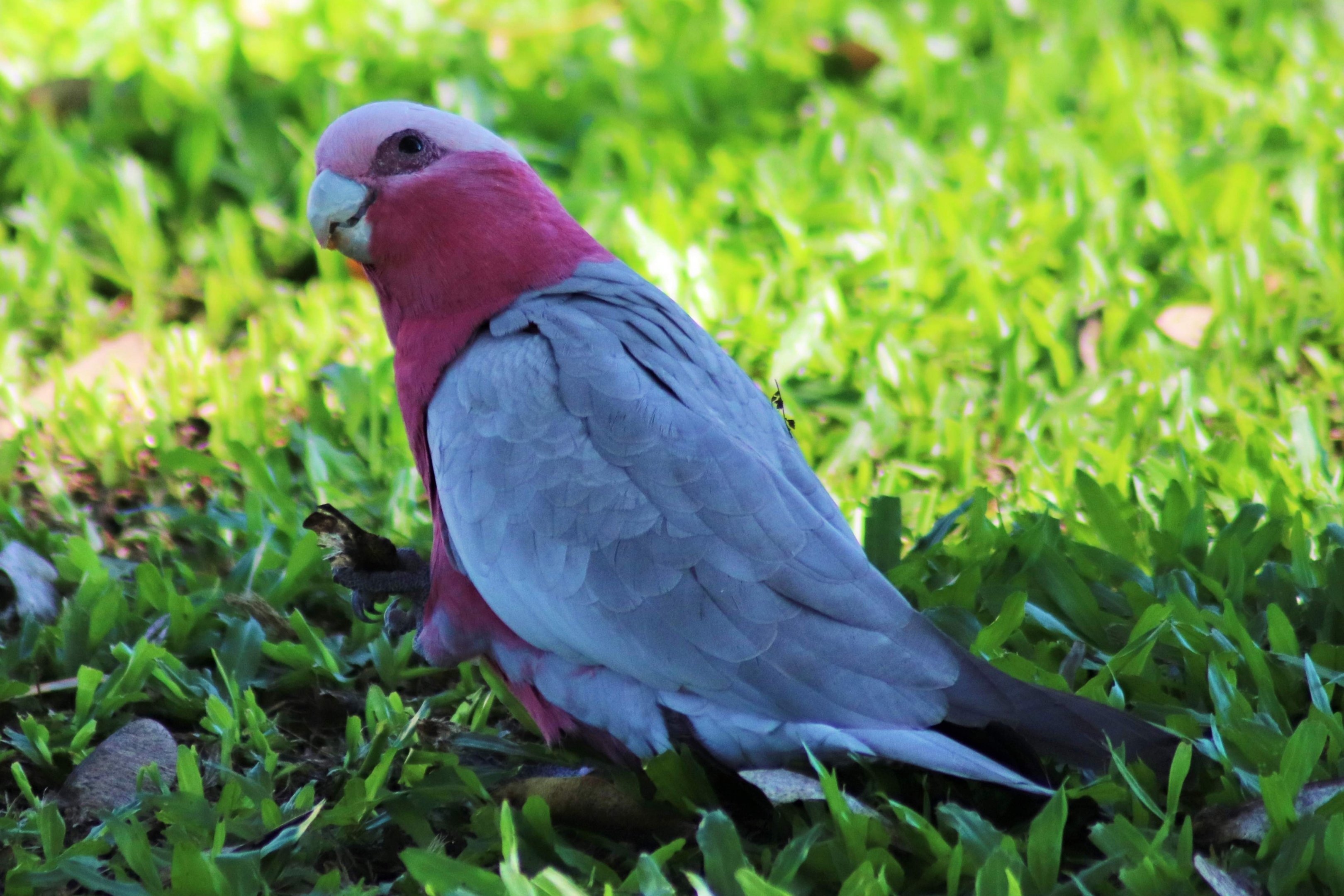 Galah (Eolophus roseicapilla albiceps)