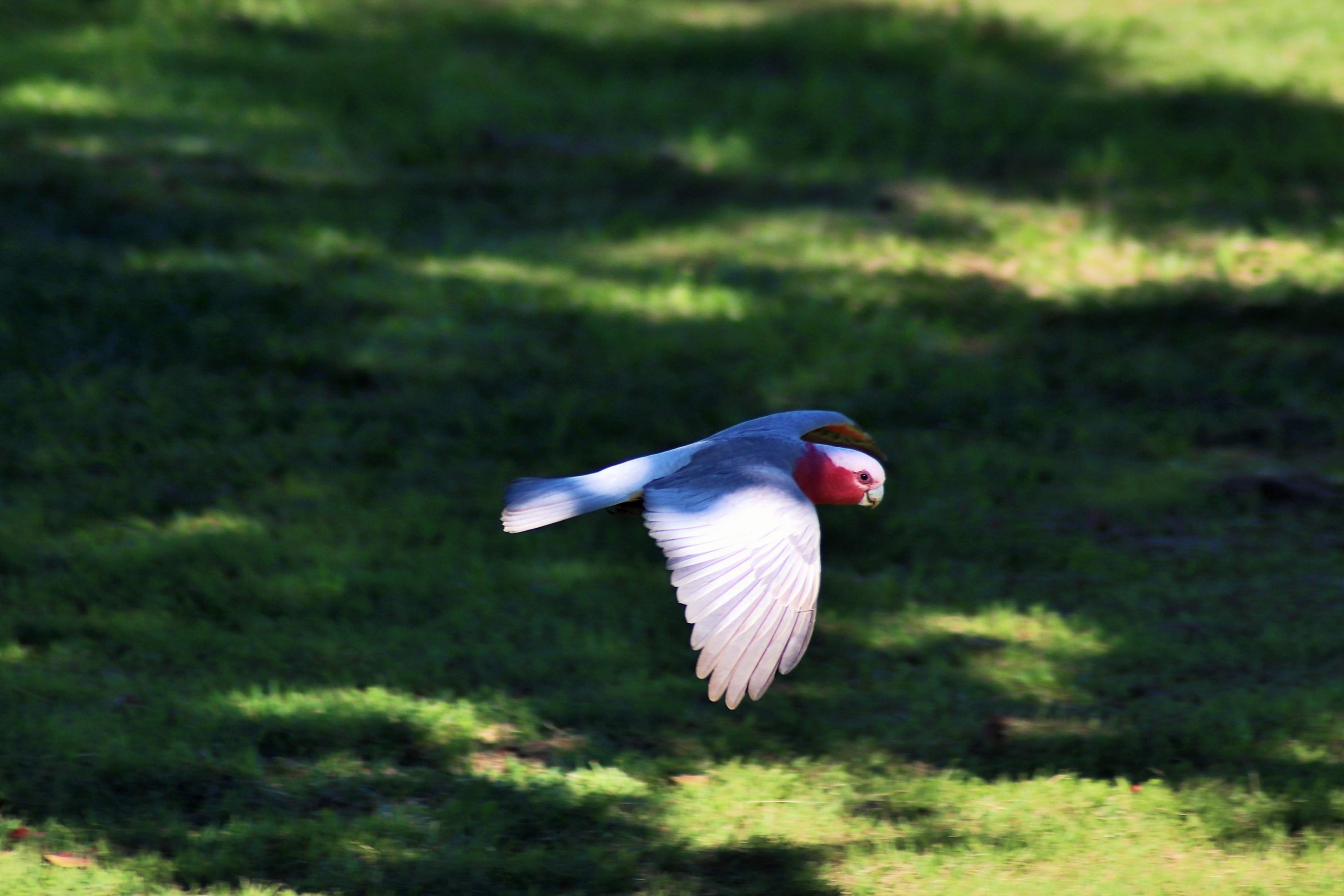 Galah (Eolophus roseicapilla albiceps)