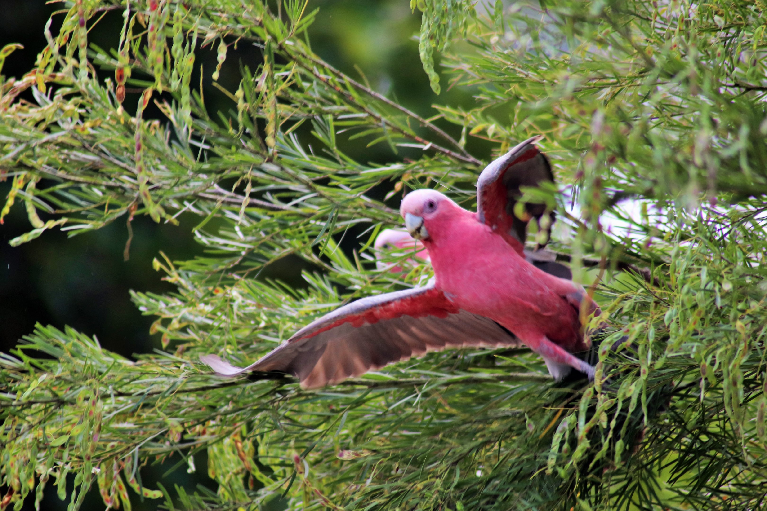 Galah (Eolophus roseicapilla albiceps)