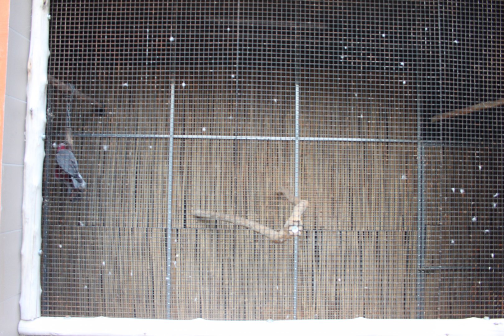 Galah (Eolophus roseicapilla) aviary