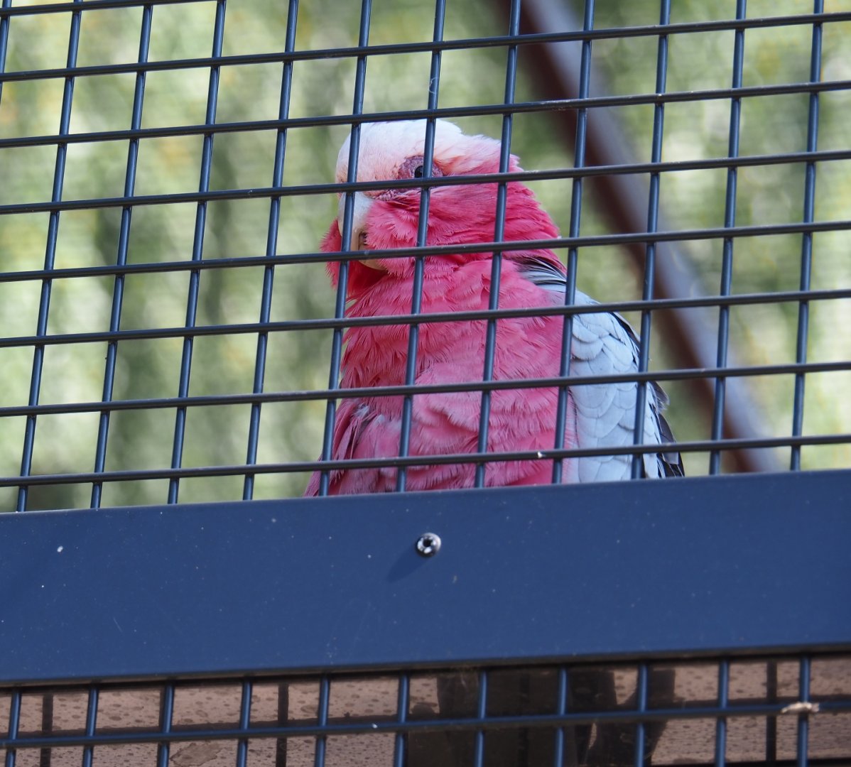 Galah (Eolophus roseicapilla), Sep 2nd, 2018