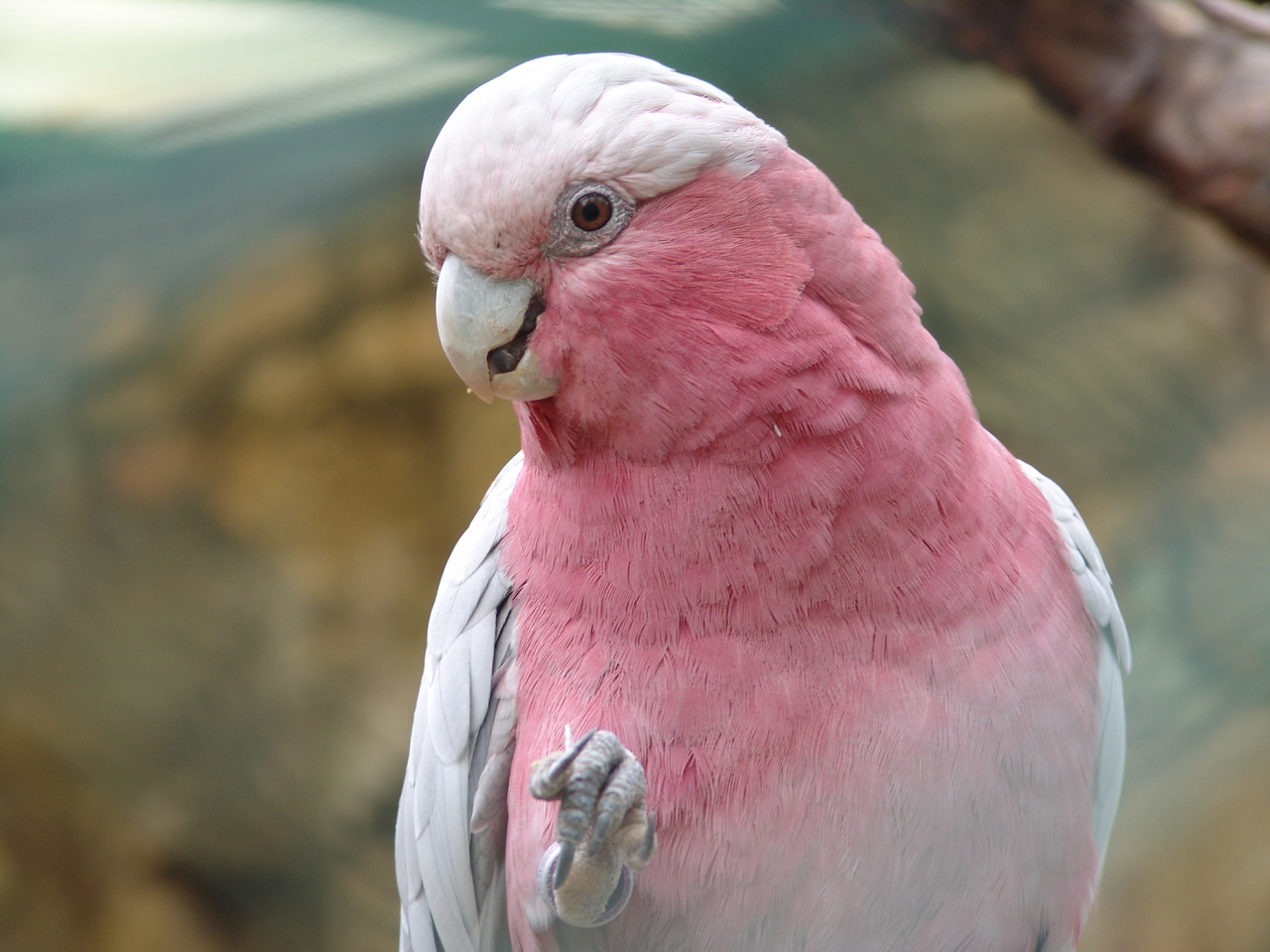 Galah (Eolophus roseicapilla)