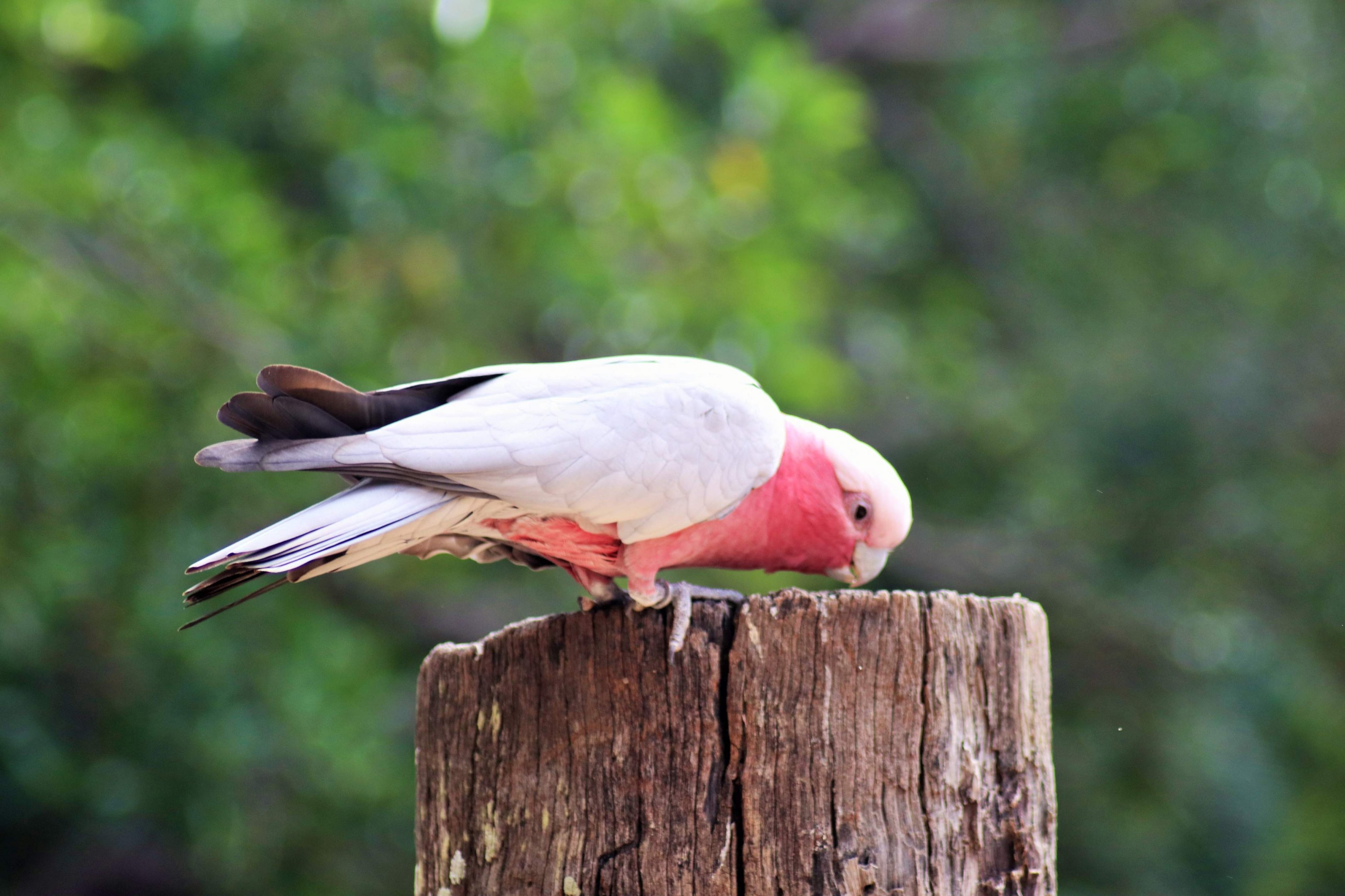 Galah (Eolophus roseicapilla)