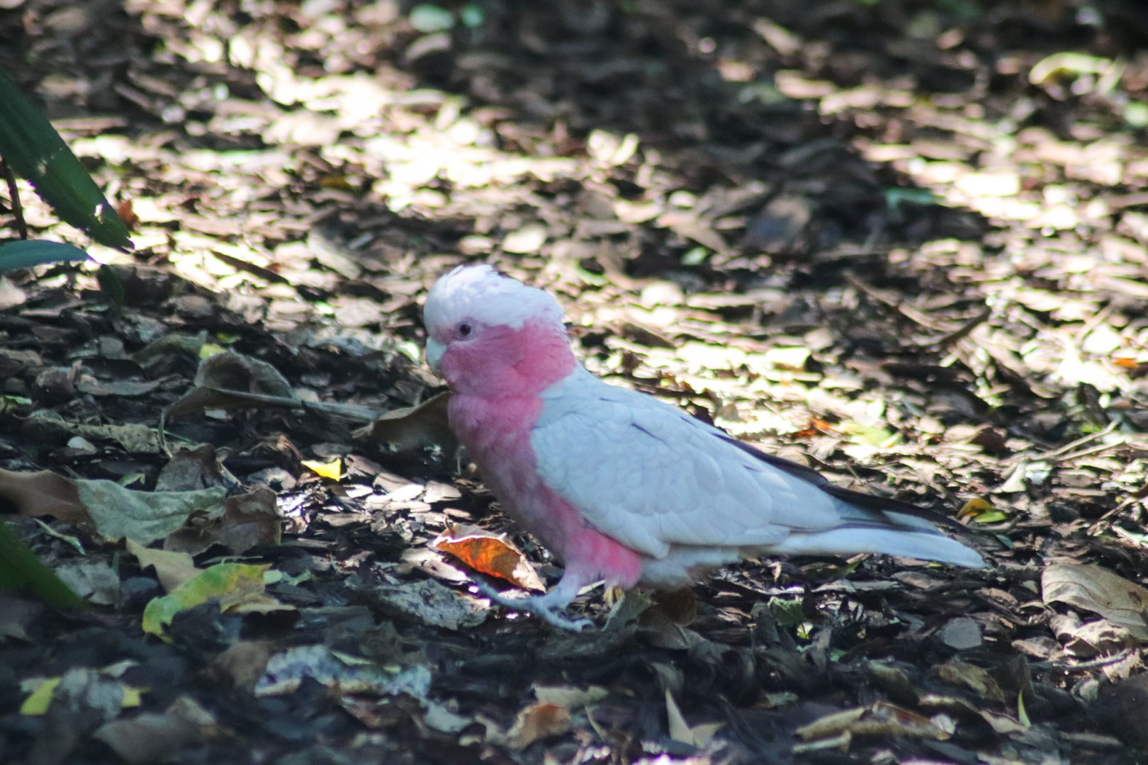 Galah (Eolophus roseicapilla)