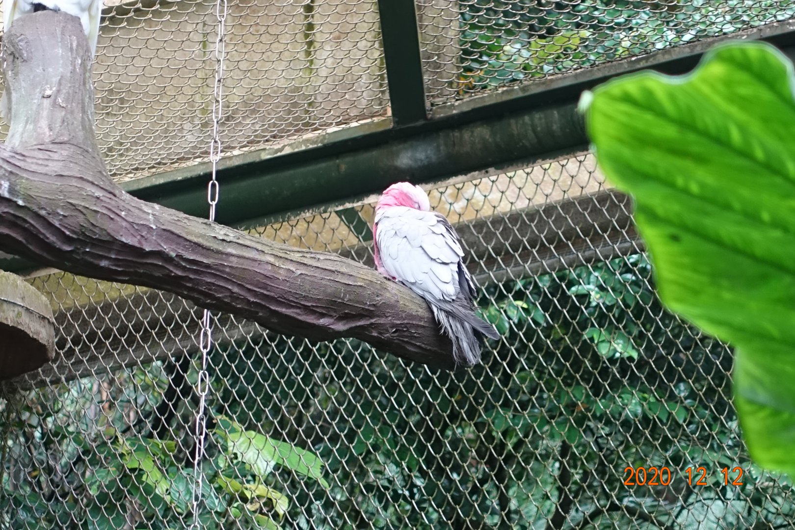Galah (Eolophus roseicapilla)