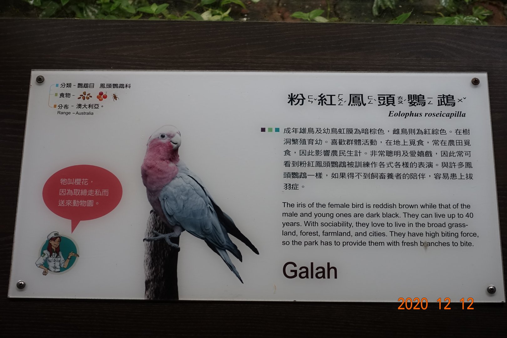 Galah (Eolophus roseicapilla)