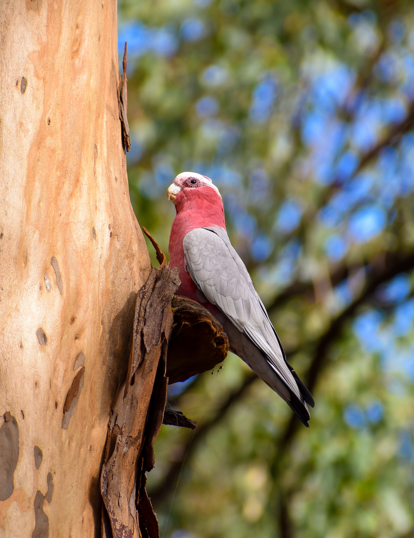 Galah (Eolophus roseicapilla)