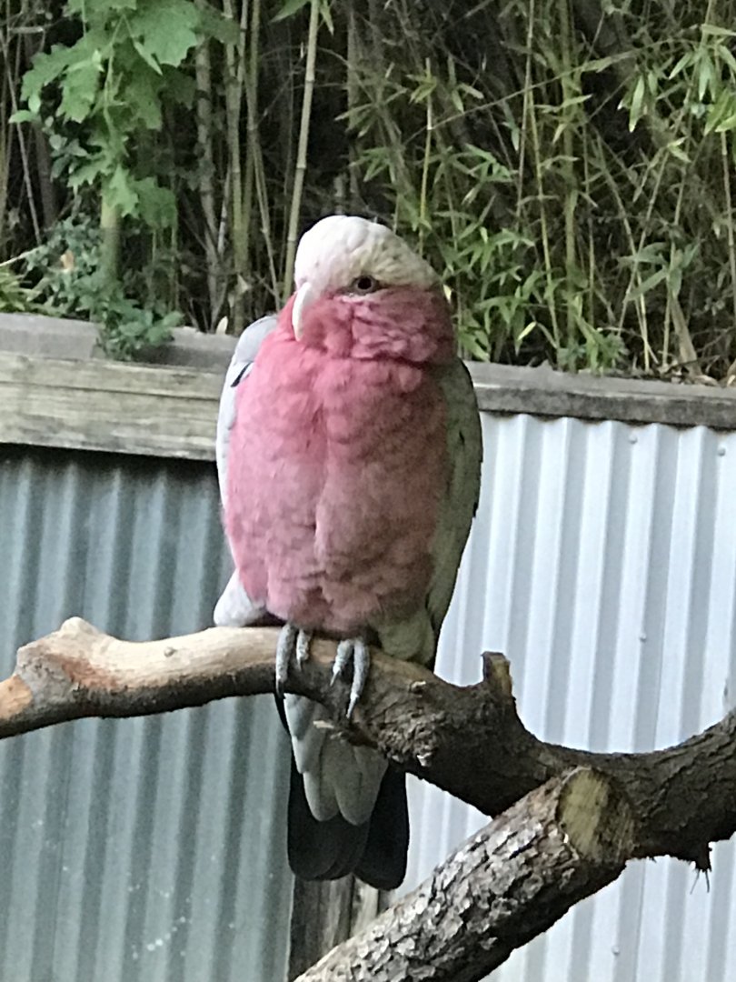 Galah (Eolophus roseicapilla)