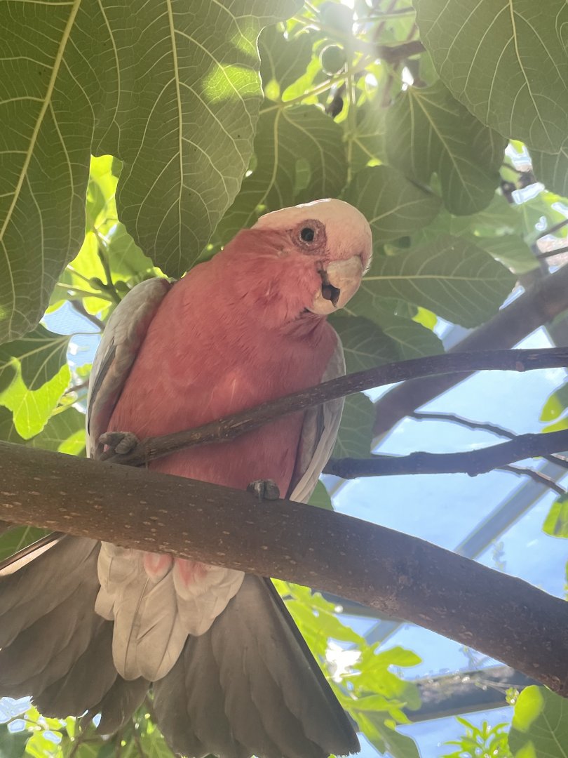 Galah (Eolophus roseicapilla)