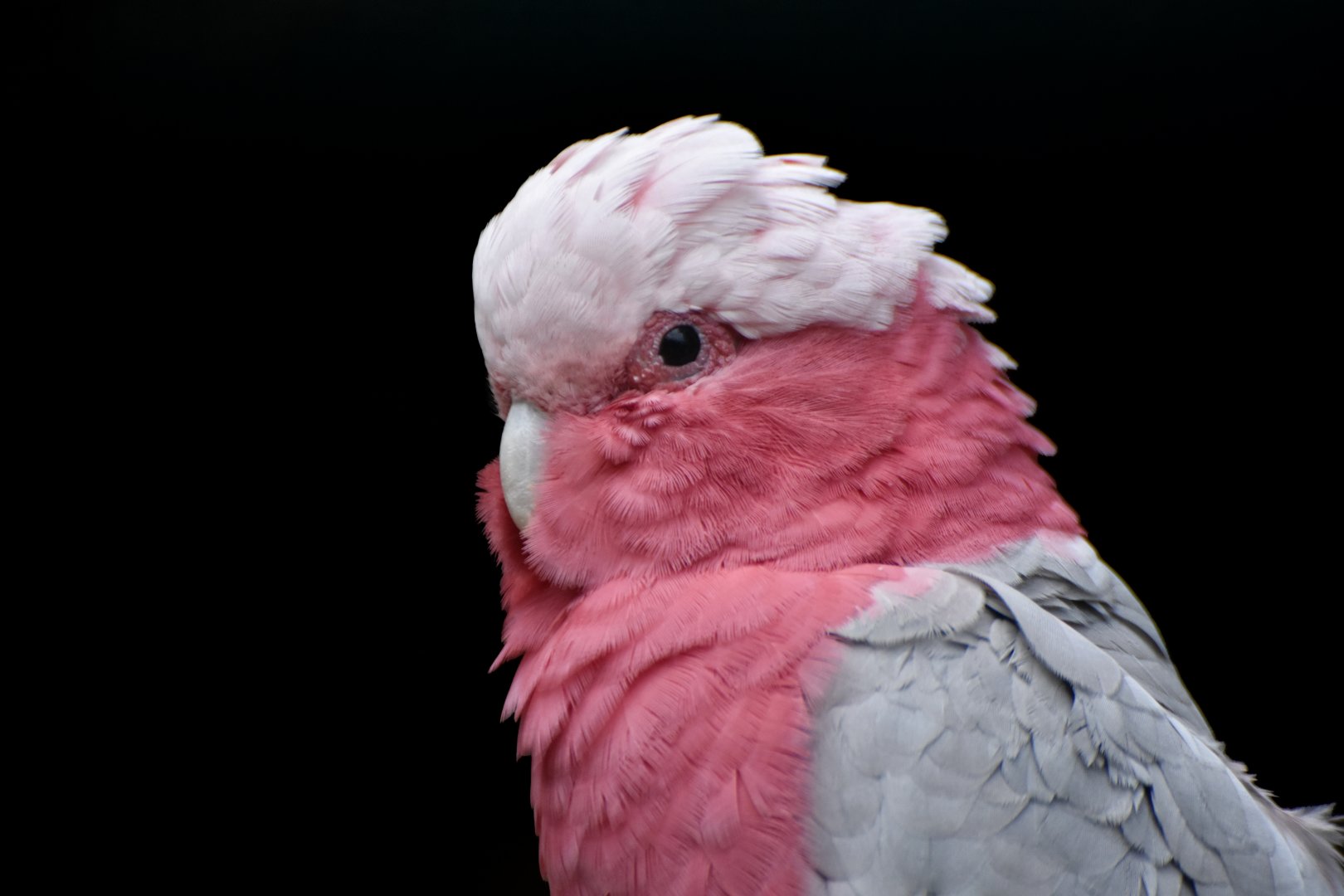 Galah Eolophus roseicapilla