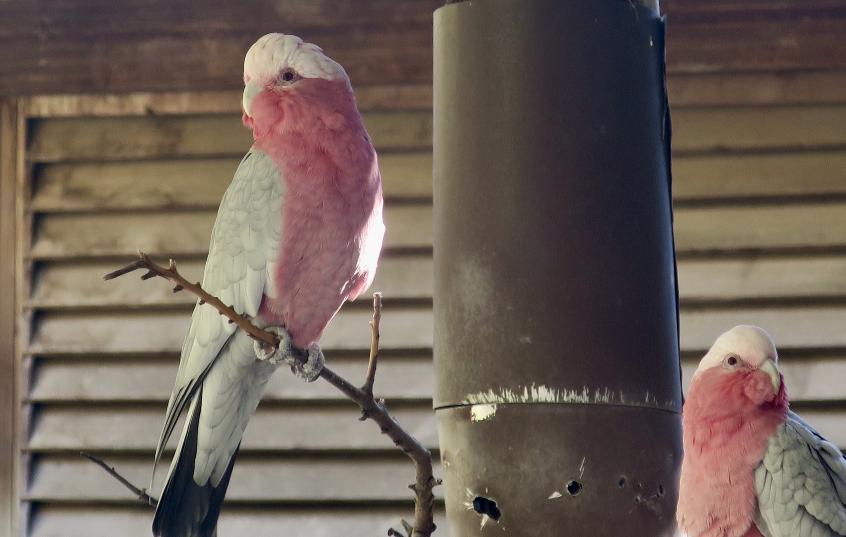 Galah (Eolophus roseicapilla)