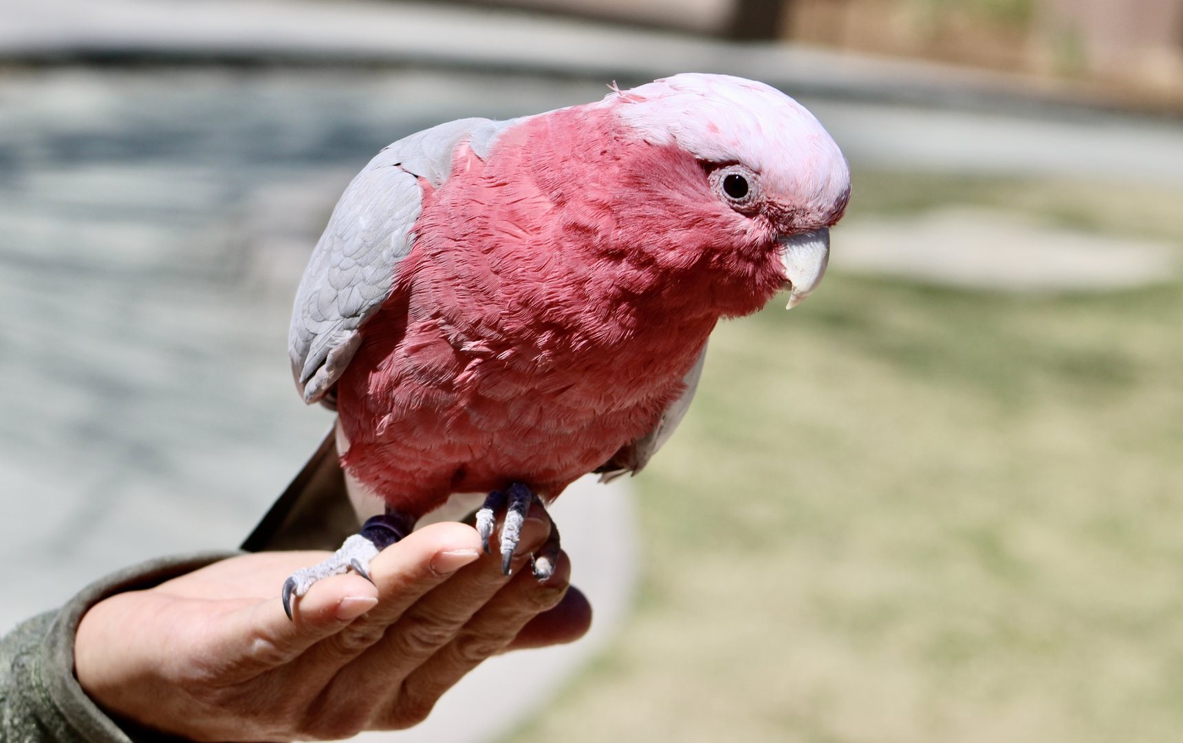 Galah (Eolophus roseicapilla)