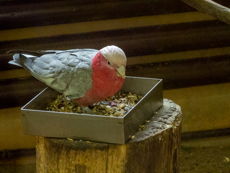 Galah (Eolophus roseicapilla)