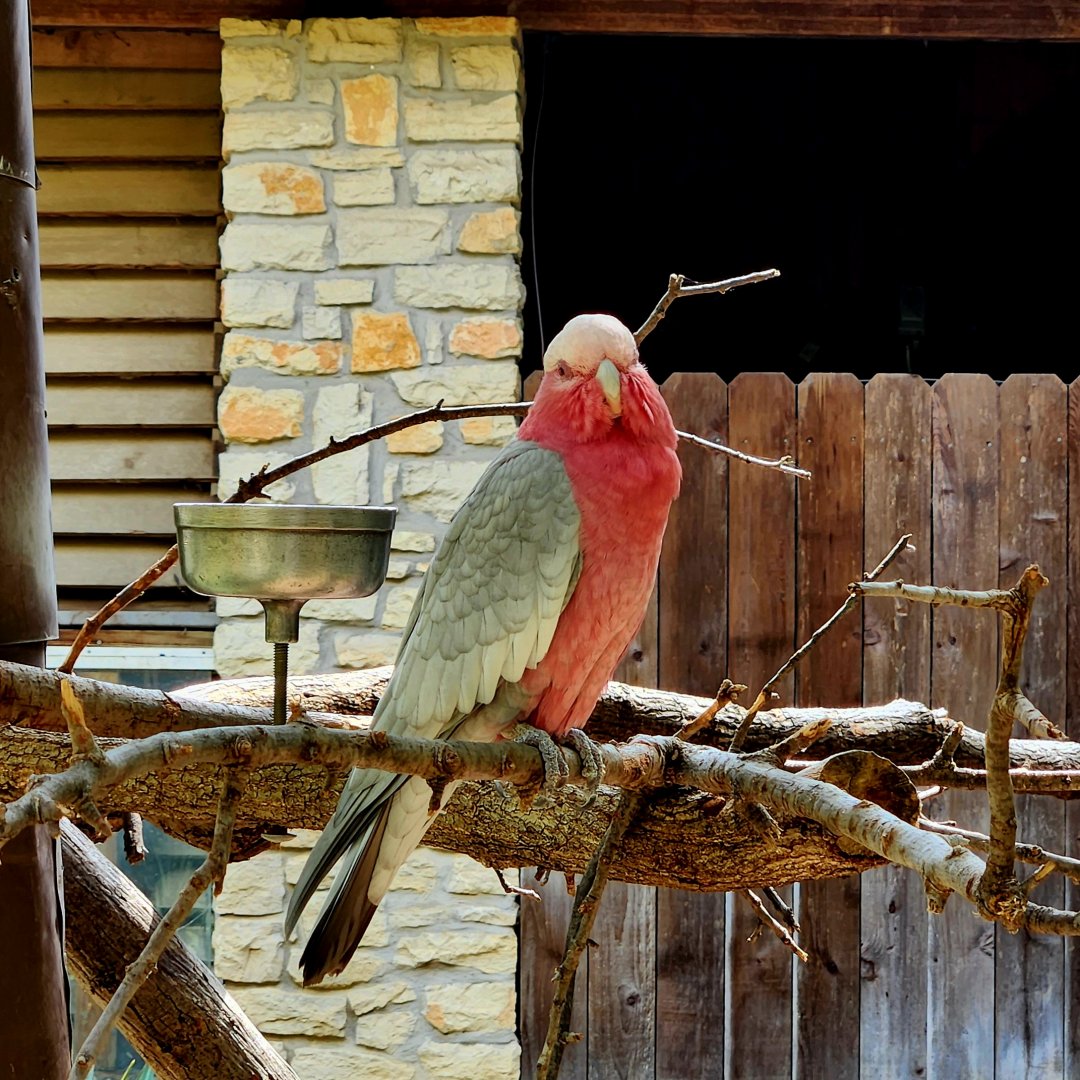 Galah (Eolophus roseicapilla)