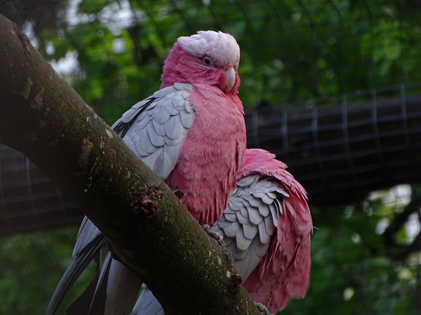 Galah (Eolophus roseicapilla)