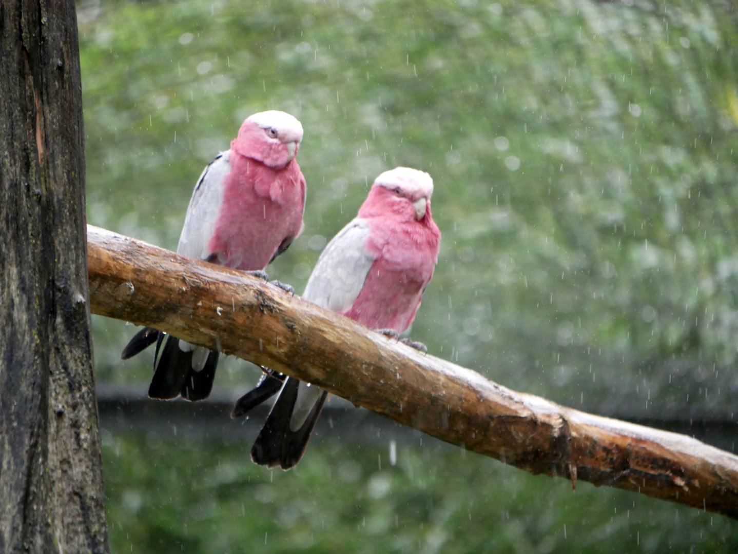 Galah (Eolophus roseicapilla)