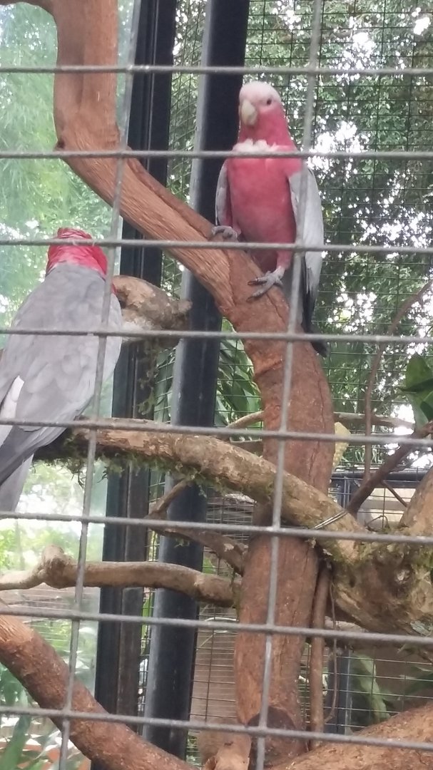 Galah (Eolophus roseicapilla)