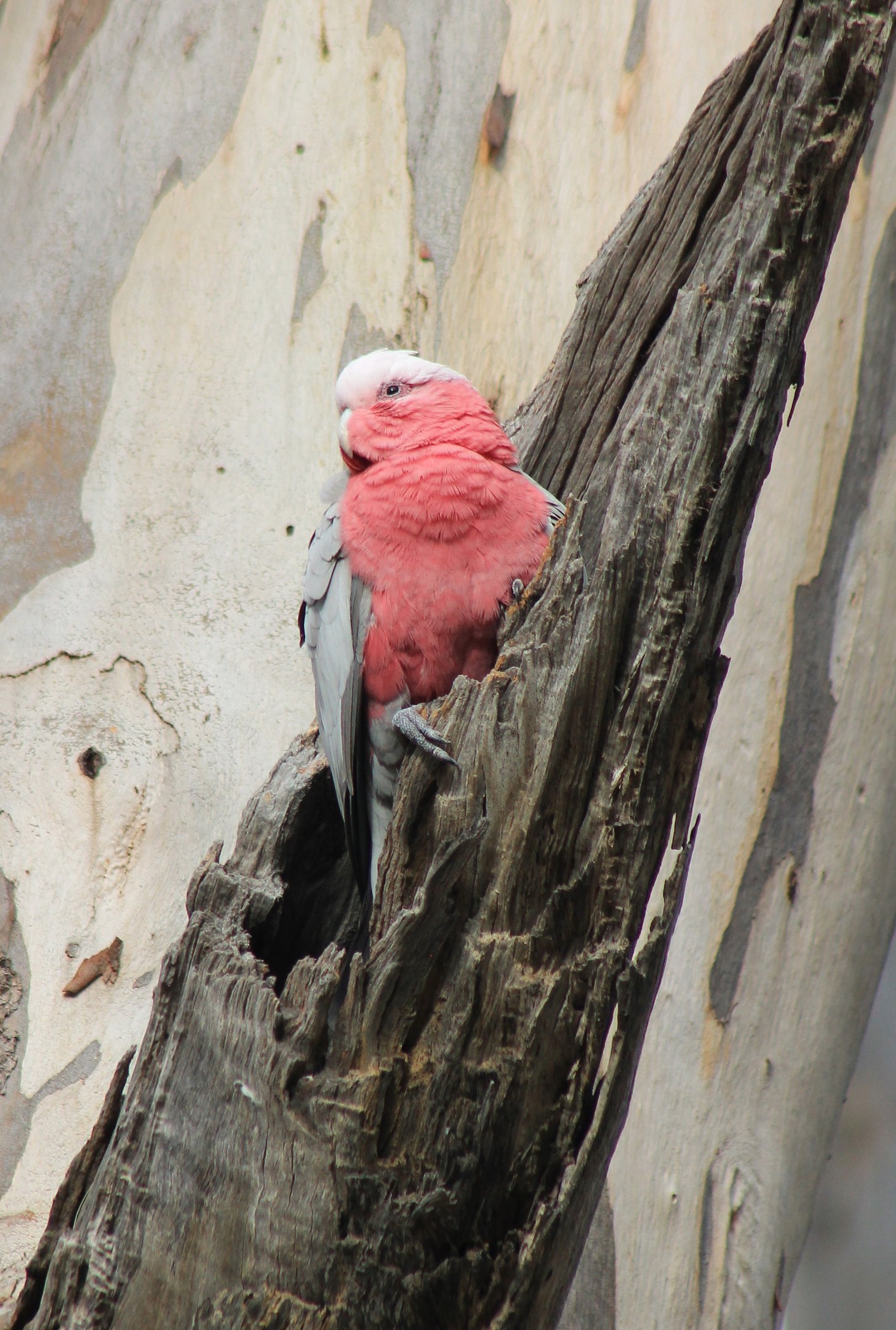 Galah (Eolophus roseicapilla)