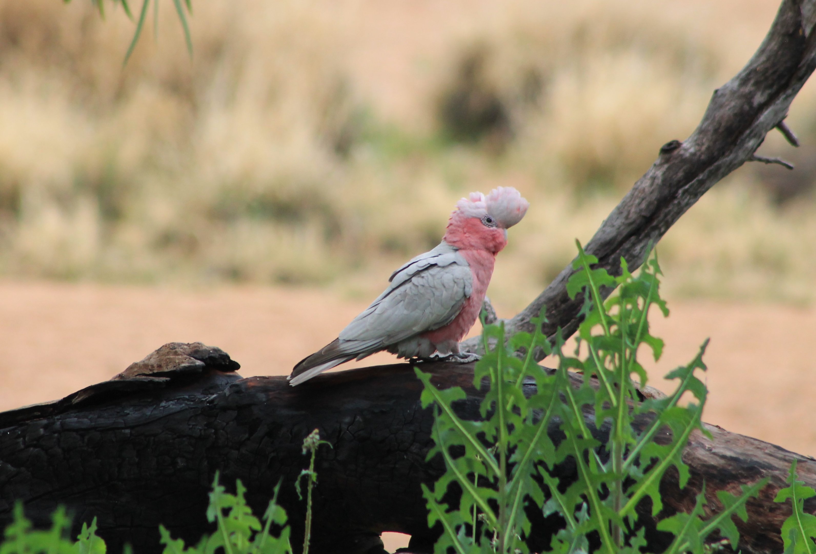 Galah (Eolophus roseicapilla)