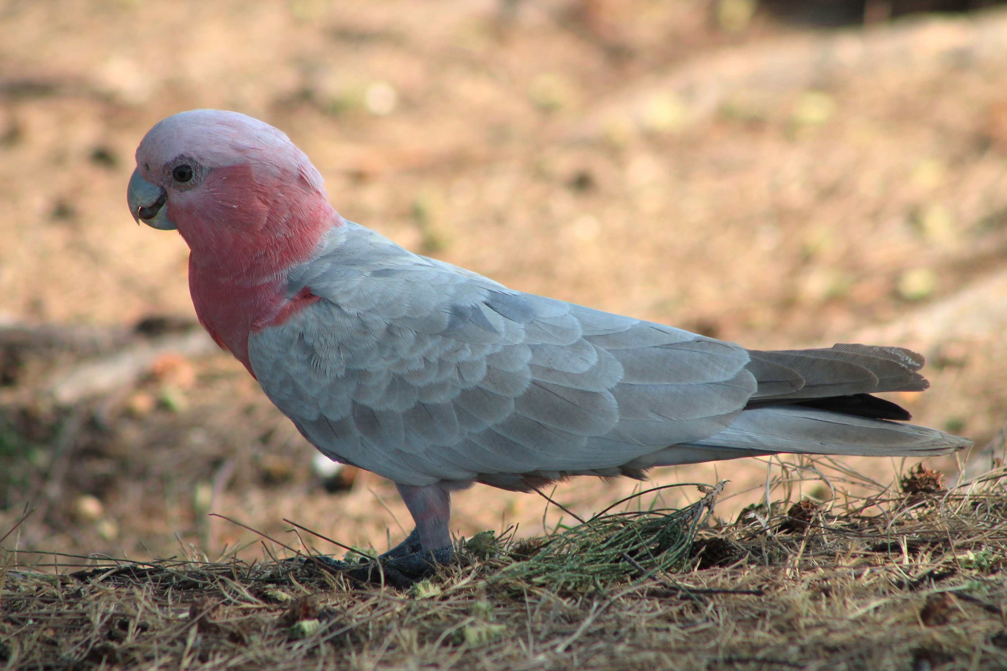 Galah (Eolophus roseicapilla)