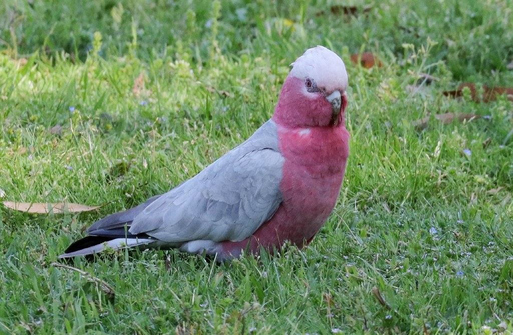 Galah (female)