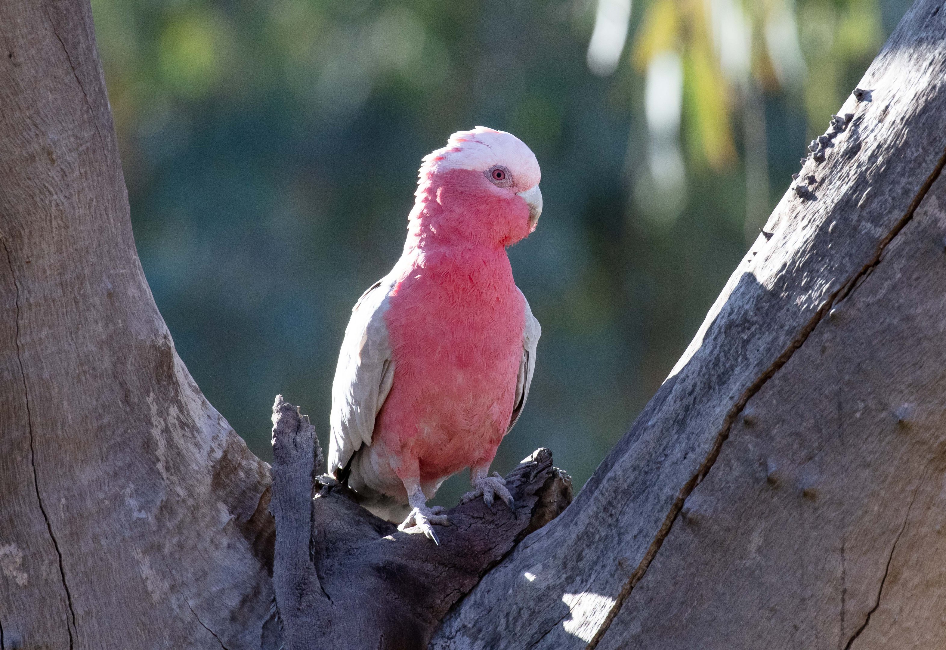 Galah female