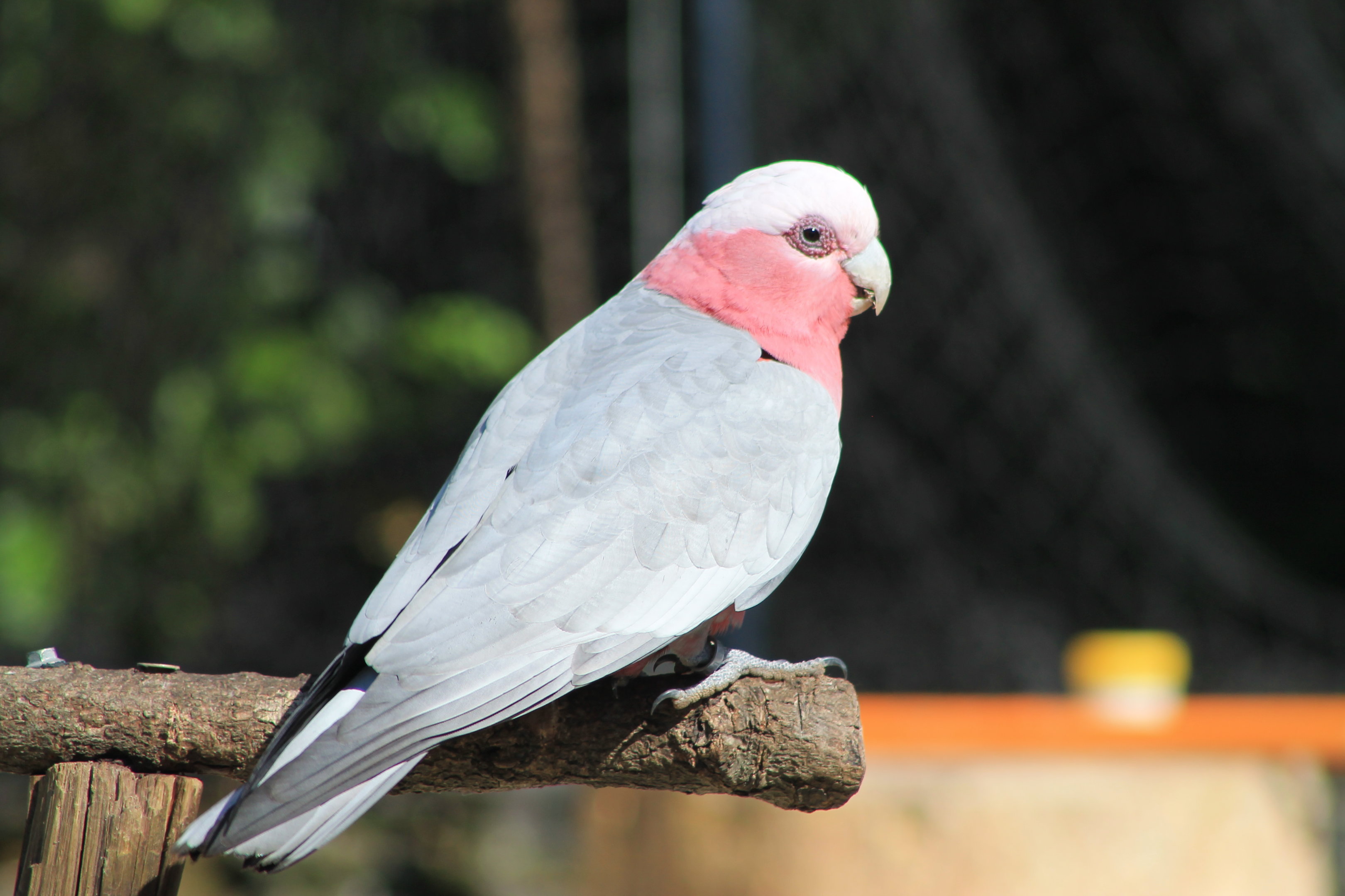 Galah - Flight Show