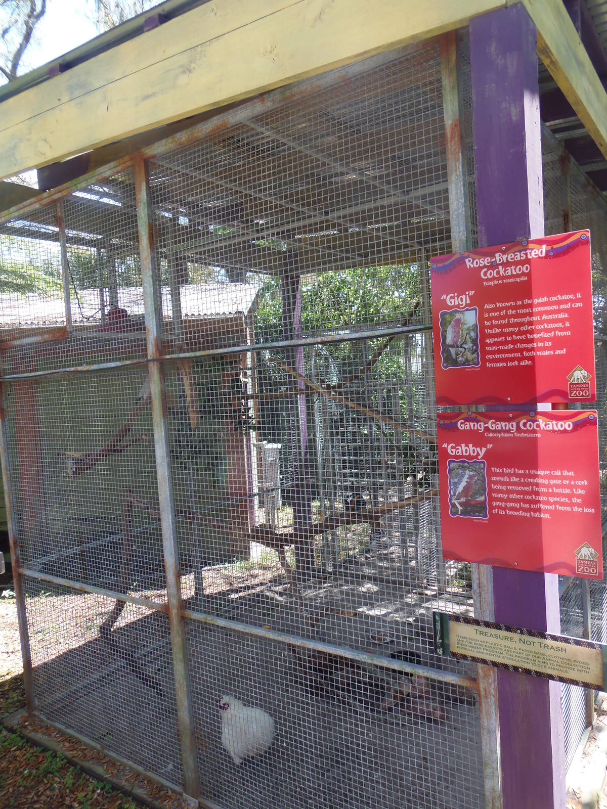 Galah/Gang-Gang Cockatoo Exhibit