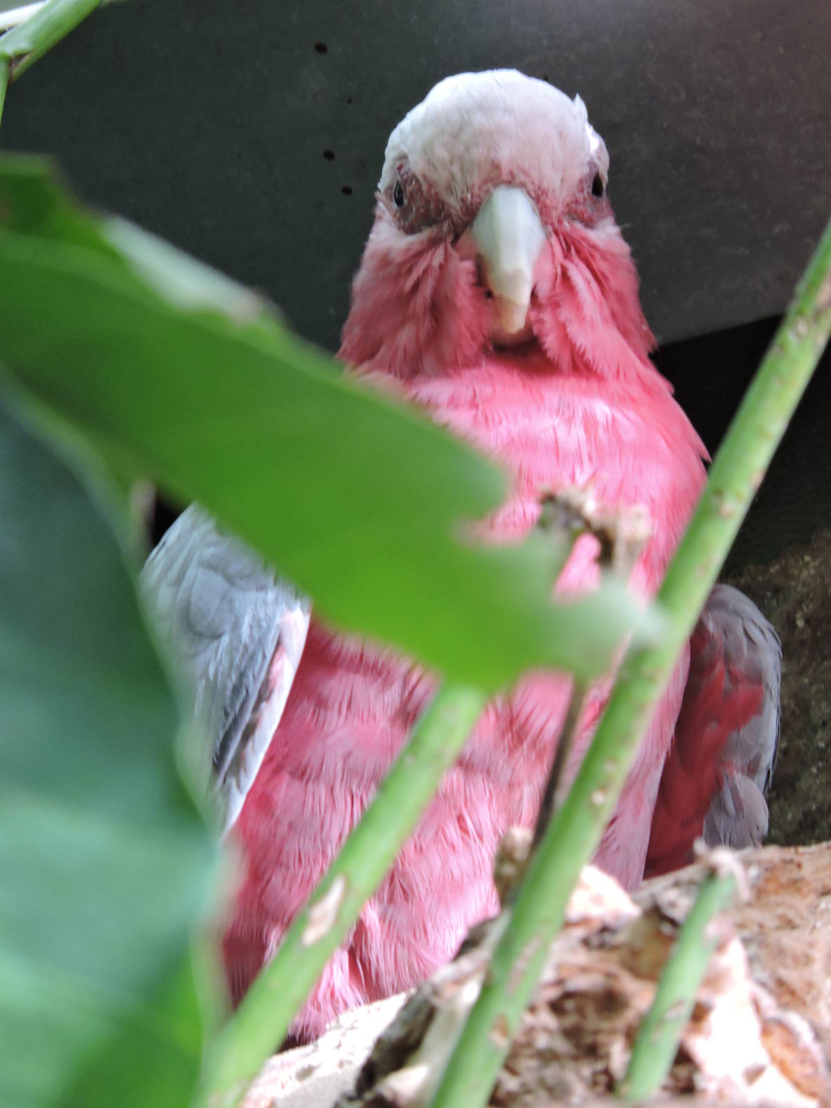 Galah - Graham