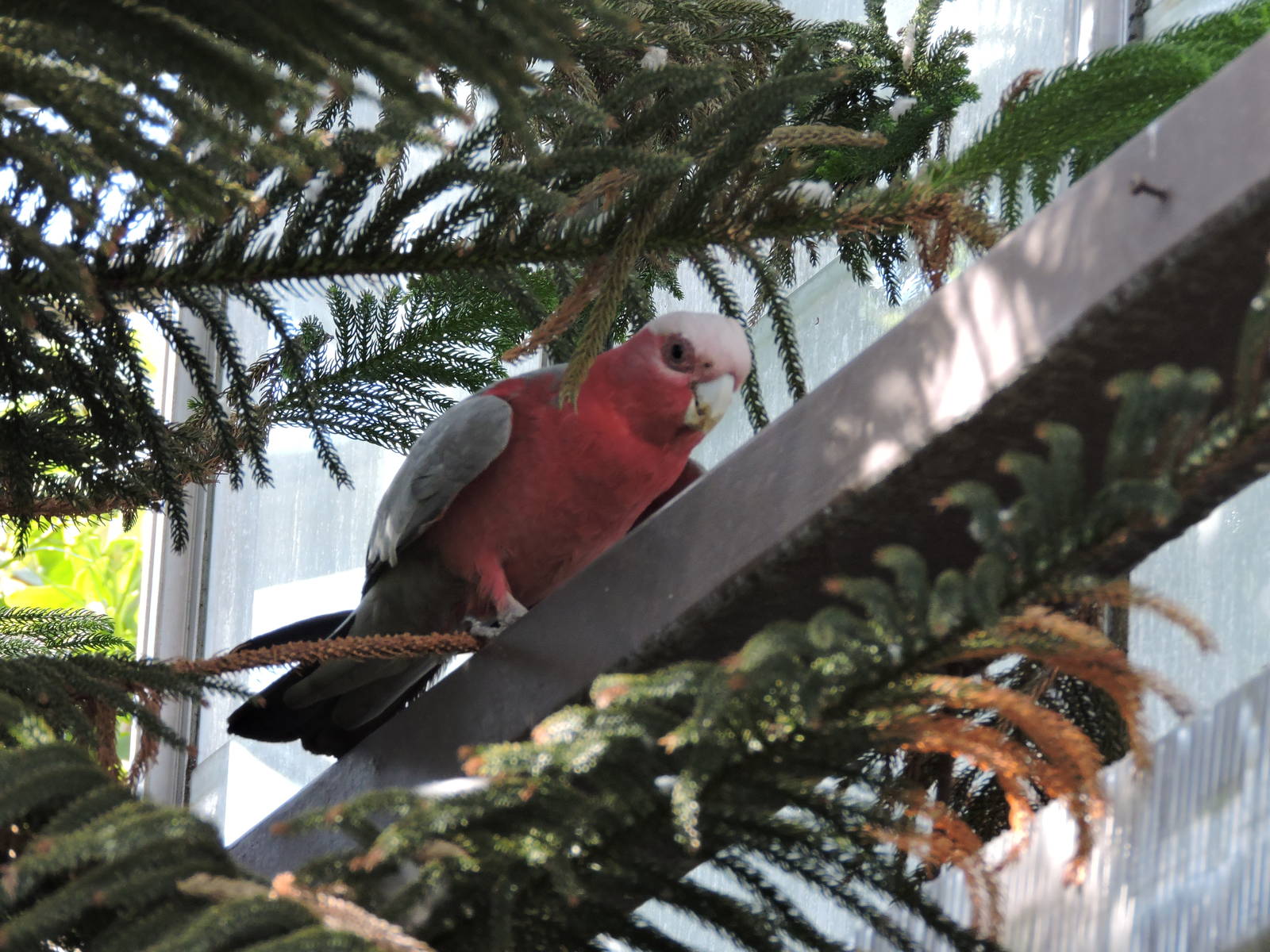 Galah - Graham