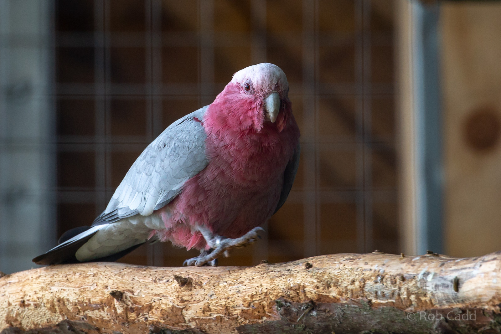 Galah : Hamerton : 15 Jun 2018