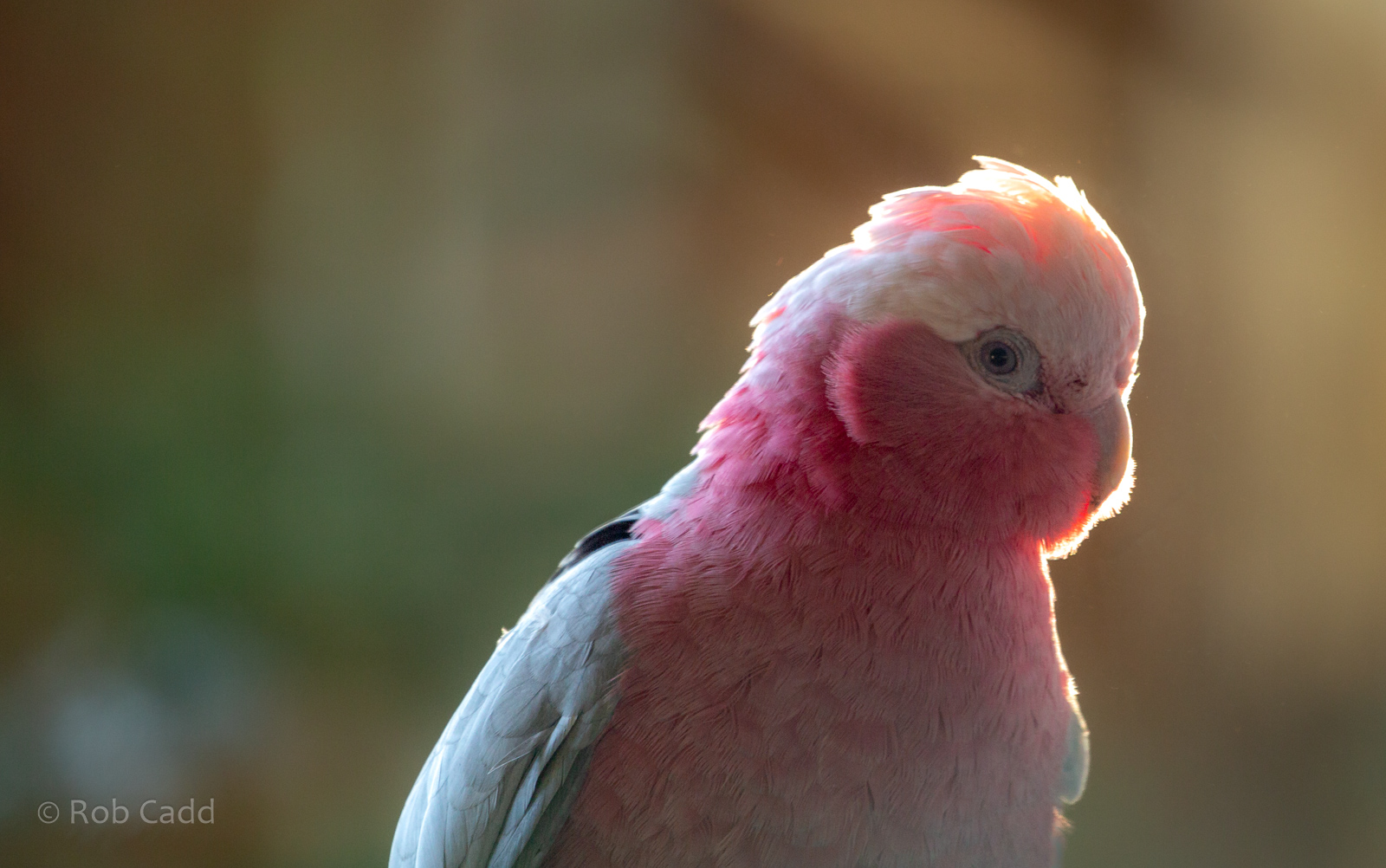Galah : Hamerton : 20 Jan 2023