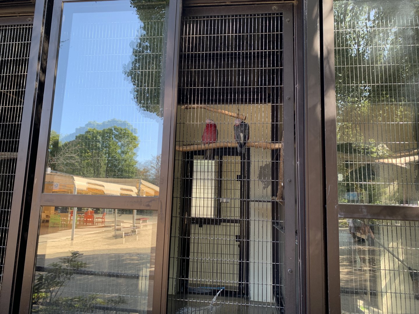 Galah (Himeji City Zoo)