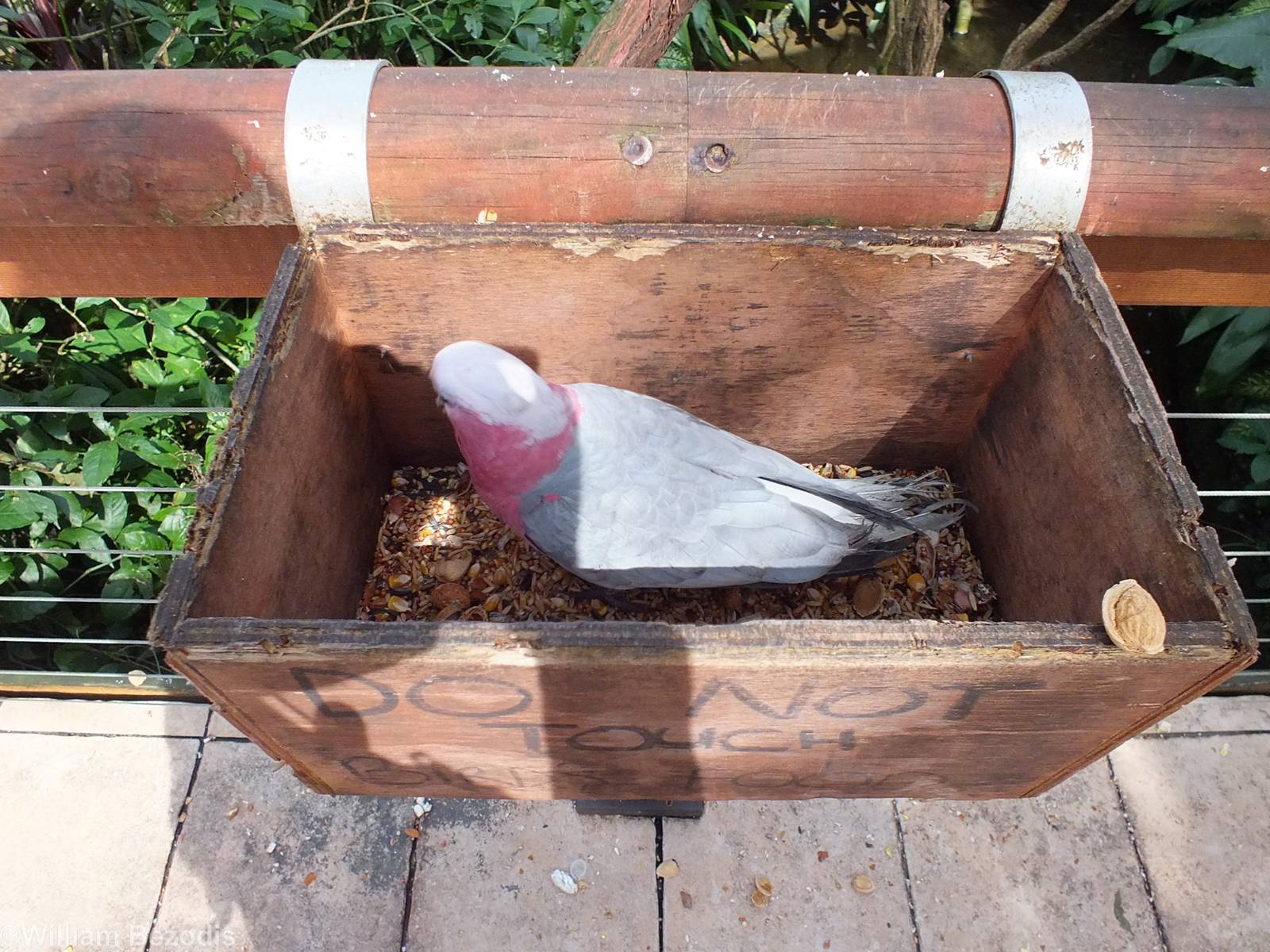 Galah in a Box