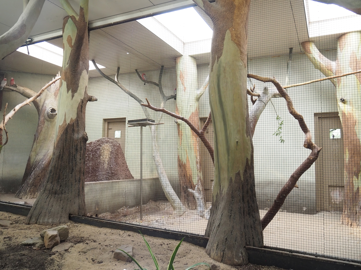 Galah indoor aviary, 2023-10-07