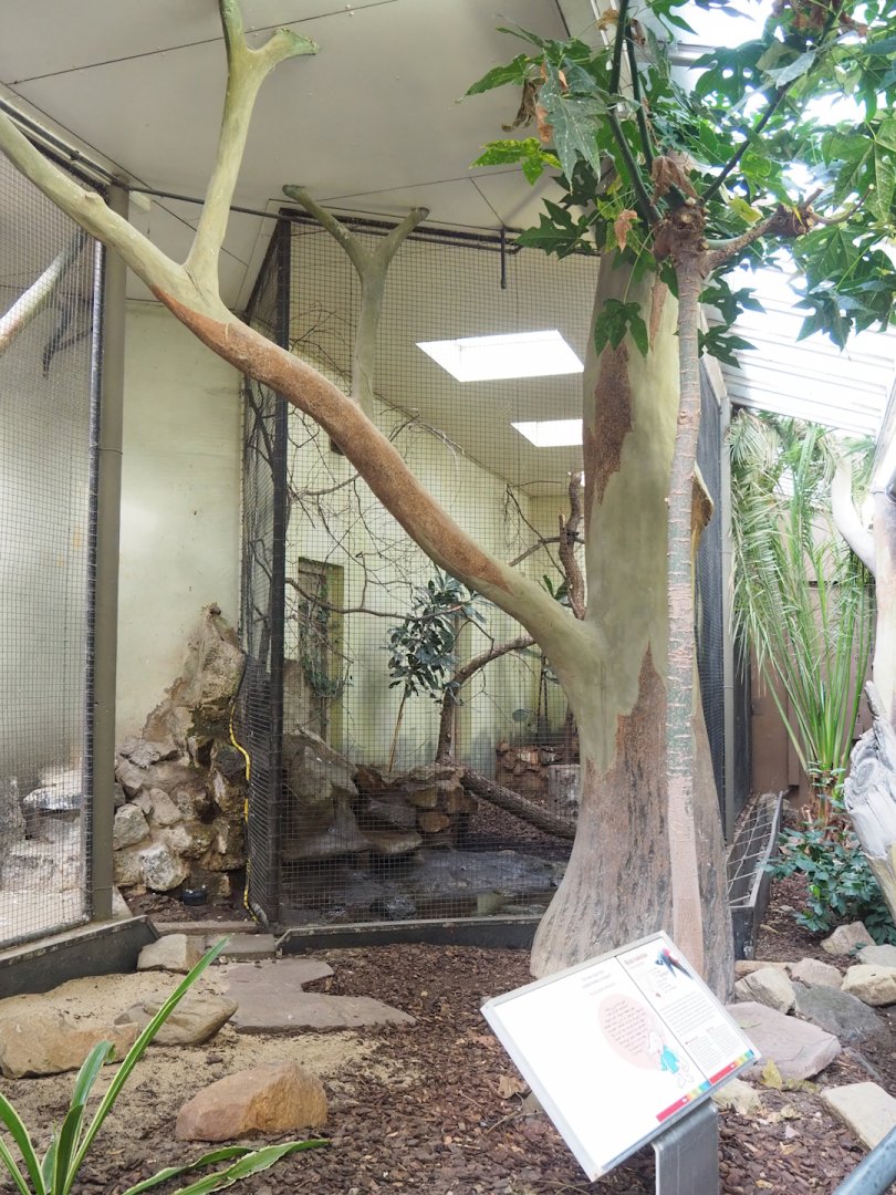 Galah indoor aviary, 2023-10-07