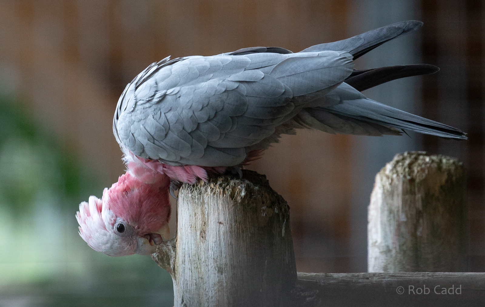 Galah (juvenile) : Hamerton : 15 Jun 2020