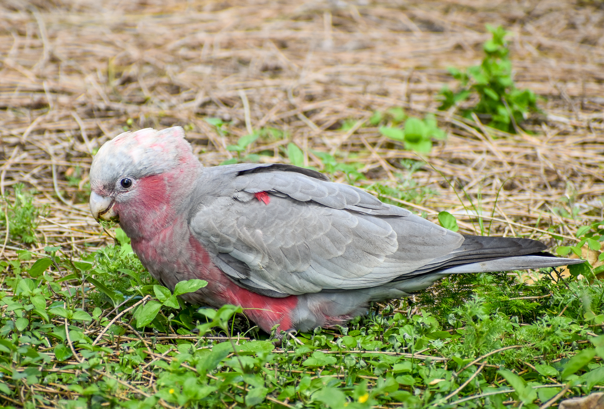 Galah - juvenile
